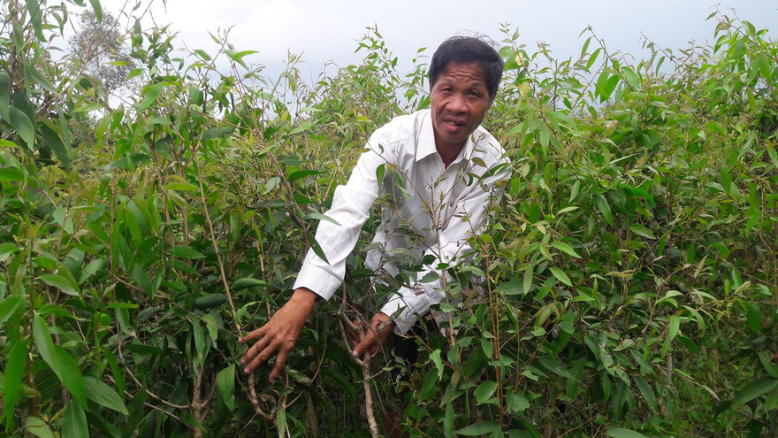 Rừng tràm của ông Hồ Văn Ngon bị sâu lạ tấn công. 