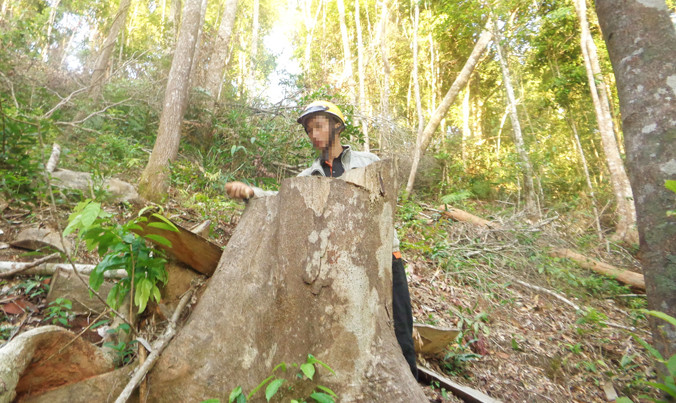 Cây cóc đá cỡ hai người ôm bị đốn hạ.