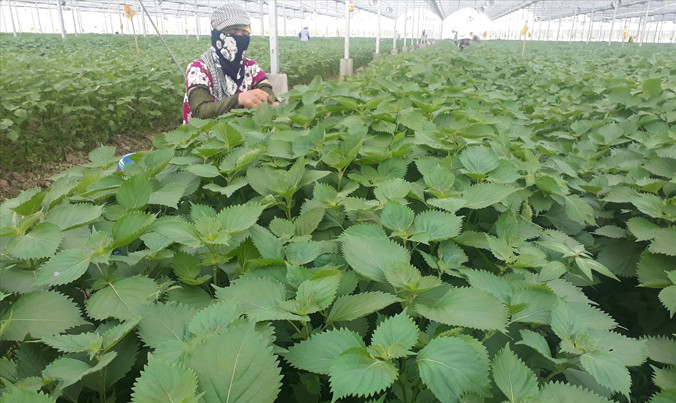 Tía tô xanh liên tục được phun thuốc tiệt trùng.