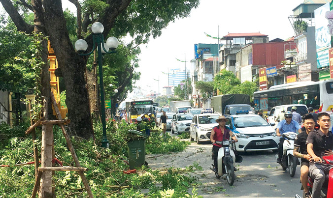 Cắt tỉa cây gây ùn tắc kéo dài trên đường Lê Duẩn sáng 28/7. Ảnh: Trọng Đảng.