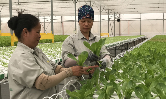 Đầu tư nông nghiệp công nghệ cao một cách bài bản, có đầu ra sẽ giúp người nông dân hưởng lợi​. Ảnh: Bình Phương.