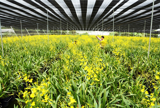 1ha lan vũ nữ cho doanh thu tiền tỷ mỗi năm.