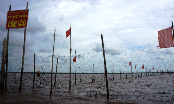 Khu rào chắn nuôi sò huyết.