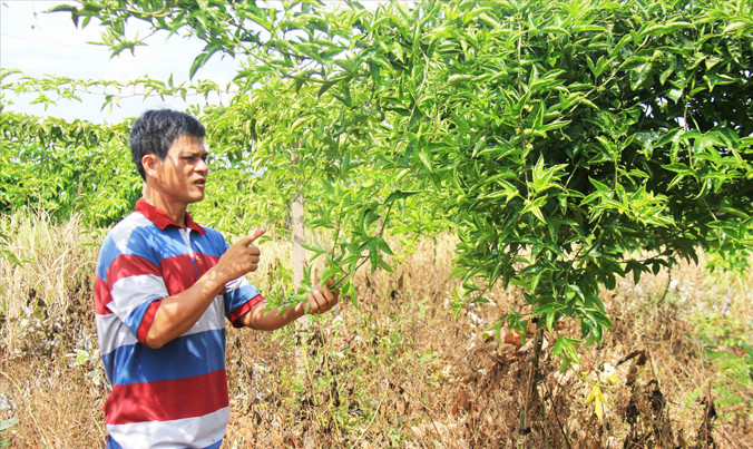 Nông dân Nguyễn Hồng Thao (thôn Tai Pêr, xã Ia Hla) trồng 500 cây chanh dây giống thực sinh nhưng không có quả.