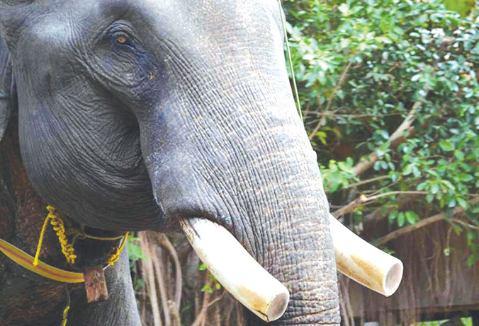 Ngà voi luôn bị các “voi tặc” tìm cách cưa trộm.