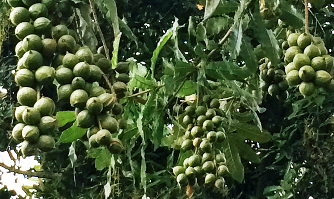 Mắc ca trĩu quả.