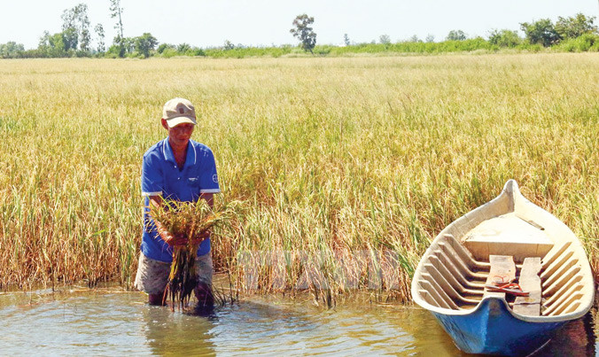 Xâm nhập mặn ở ĐBSCL mùa khô 2015-2016. Ảnh: Huy Hải.