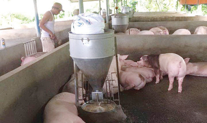 Chăn nuôi heo nói riêng và ngành chăn nuôi nói chung đang cần tháo gỡ nhiều khó khăn.