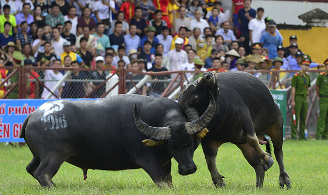 Pha chọi trâu ở Đồ Sơn 2016. Ảnh: Nam Phong.