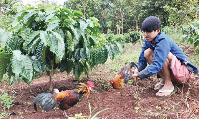 Chỉ vì tức nhau tiếng gáy, con gà rừng (Dũng cầm trên tay) lao vào đá gà mồi và bị dính bẫy.