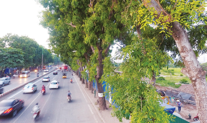 Cây xanh trên đường Phạm Văn Đồng liệu có nằm trong tầm ngắm? Ảnh: Mạnh Thắng.