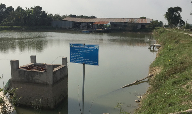 Một trong những ao nuôi cá tra theo chuỗi nay hoang tàn.