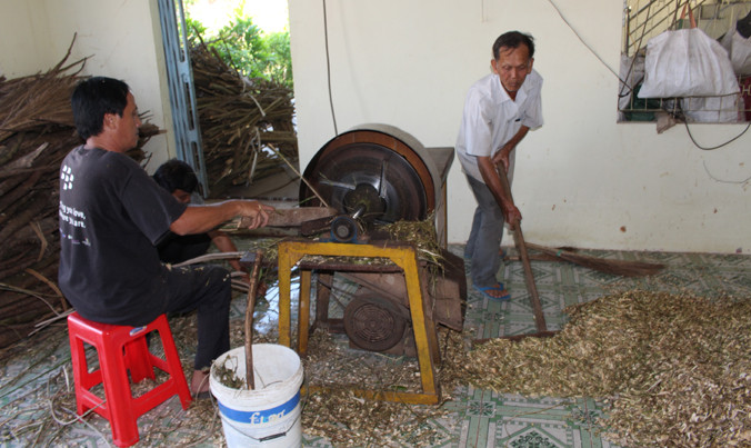 Công việc thái thuốc gỗ tại Hưng Nghĩa Tự.