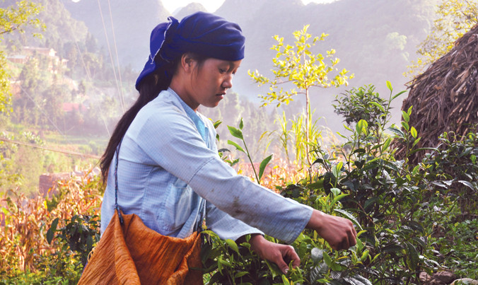 Những sơn nữ cheo leo trên những ngọn cây cổ thụ để hái chè.