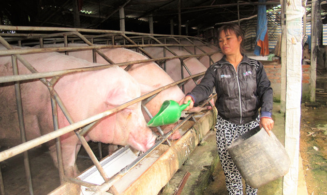 Giá lợn hơi xuống thấp, nhiều hộ, trang trại nuôi lợn ngồi trên đống lửa. Ảnh: Bình Phương.