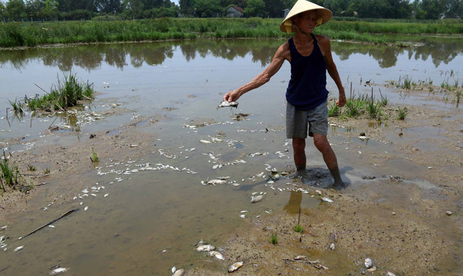 Những ngày qua, cá tại bàu Lệ Sơn tiếp tục chết, nổi trắng ruộng.