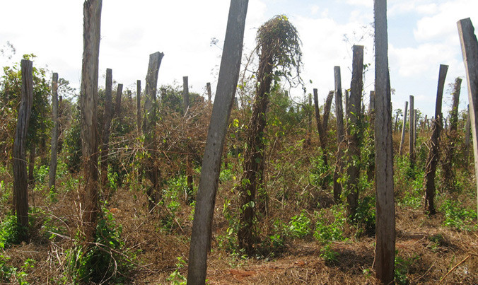 Cả vườn tiêu chết hàng loạt.