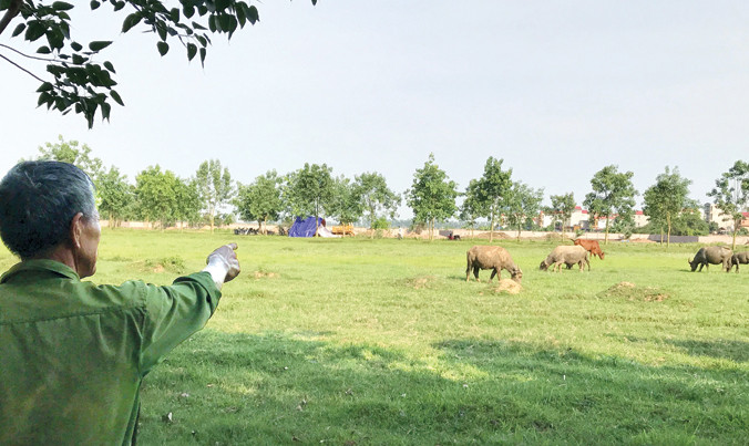 Dự án Spring Hill City nay trở thành nơi chăn thả trâu bò.