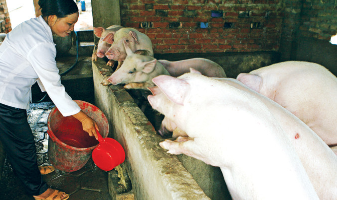 Người nuôi heo đang méo mặt vì giá heo giảm mạnh. Ảnh: Hồng Vĩnh.