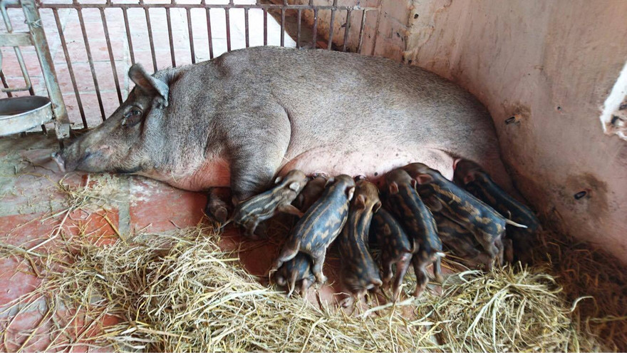 Lợn nái rừng đẻ tại trang trại NTC.