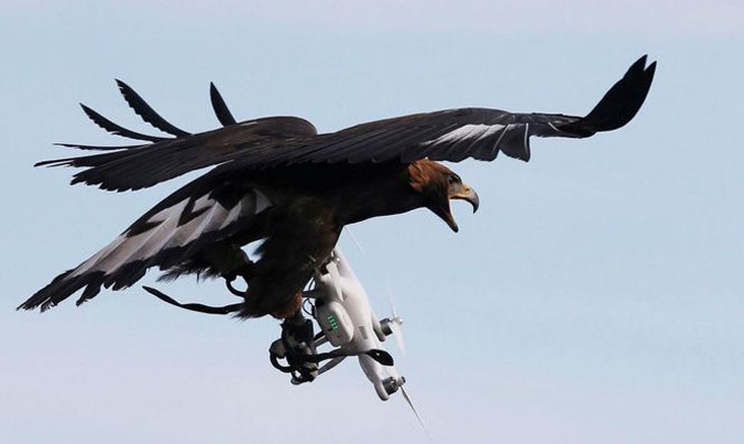 Luyện chim ưng bắt máy bay không người lái