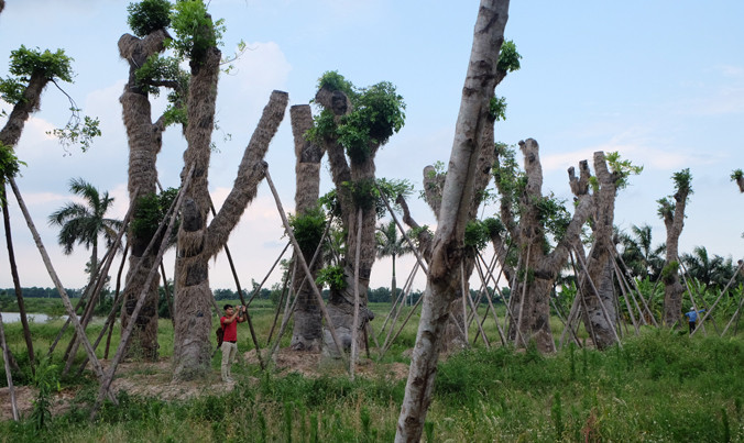 Hàng trăm cây xà cừ đang được ươm tại vườn ươm Đa Tốn chưa biết số phận đi về đâu. Ảnh: Trần Hoàng.