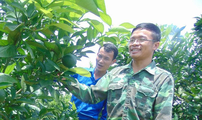 Anh Quyết bên vườn cam trị giá hàng trăm triệu đồng.
