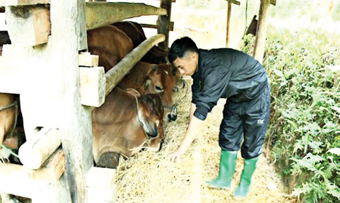 Lỷ A Tài, Bí thư Chi đoàn thôn chăm sóc đàn bò của mình.