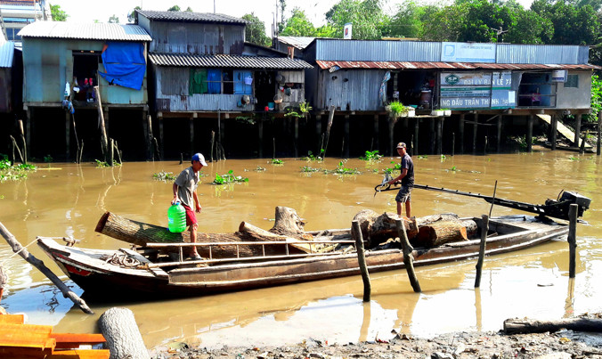 Ghe chở gỗ sao để đóng ghe vừa cập bến xưởng.