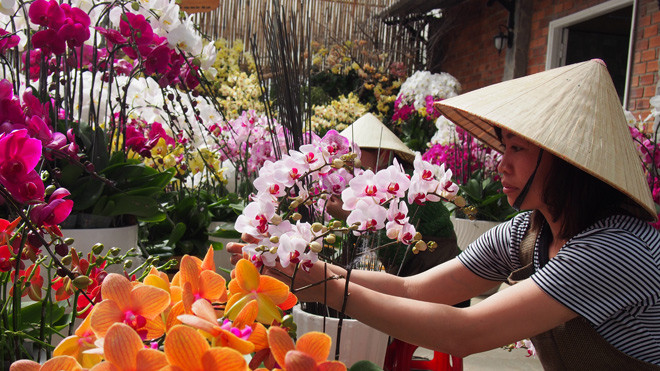 Lan hồ điệp trồng trong nhà kính ở Đà Lạt.