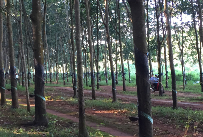 Lô cao su thanh lý của Công ty Cao su Đắk Lắk.