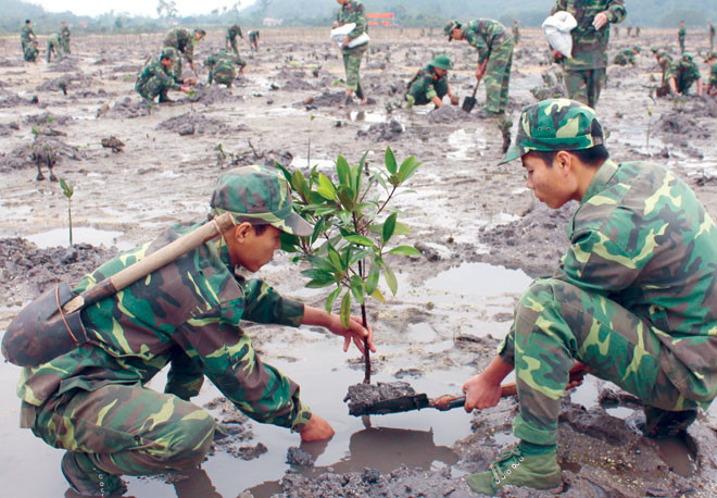 ĐVTN Lữ đoàn 242, Quân khu 3 tham gia trồng cây ngập mặn bảo vệ môi trường biển ở huyện đảo Vân Đồn, tỉnh Quảng Ninh. Ảnh: Đ.V.
