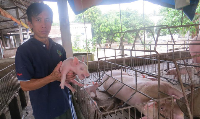 Heo hơi rớt giá, heo giống cũng lâm nạn.