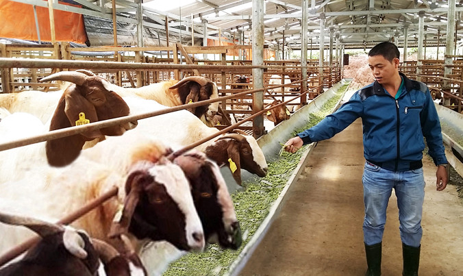 Anh Phạm Văn Hưng trong trại nuôi dê.