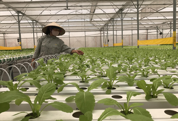 Theo các doanh nghiệp, chính sách thu hút đầu tư vào nông nghiệp cần minh bạch, theo hướng thị trường, tránh cơ chế xin-cho. Ảnh: Bình Phương.