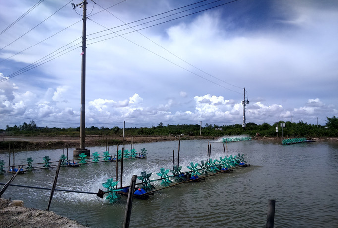 Trình diễn mô hình và giải pháp tiết kiệm điện trong nuôi tôm tại Sóc Trăng.