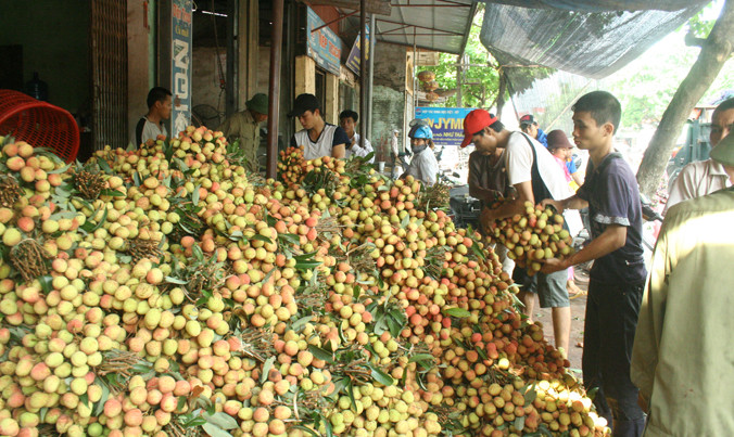 Thu mua vải thiều sớm.