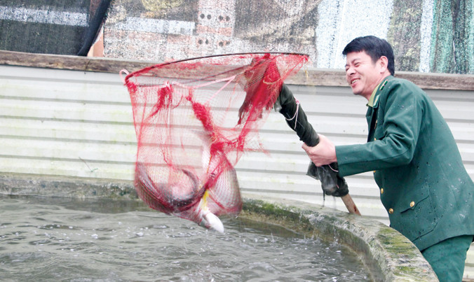 Thiếu tá Hà Trung Kiên với lứa cá hồi đến độ thu hoạch.