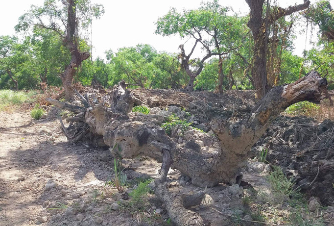 Một gốc bần bị đào lên nằm chỏng chơ bên bờ ao.