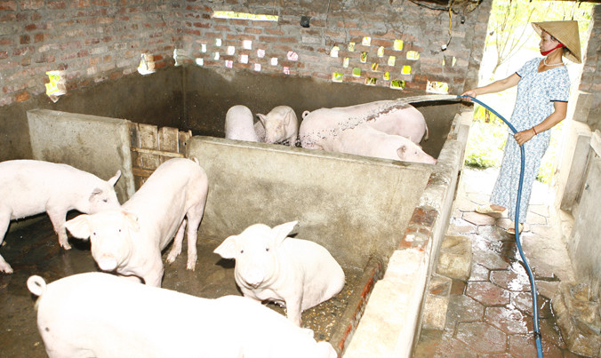 Người dân nuôi điêu đứng vì giá heo giảm mạnh. Ảnh: Hồng Vĩnh.