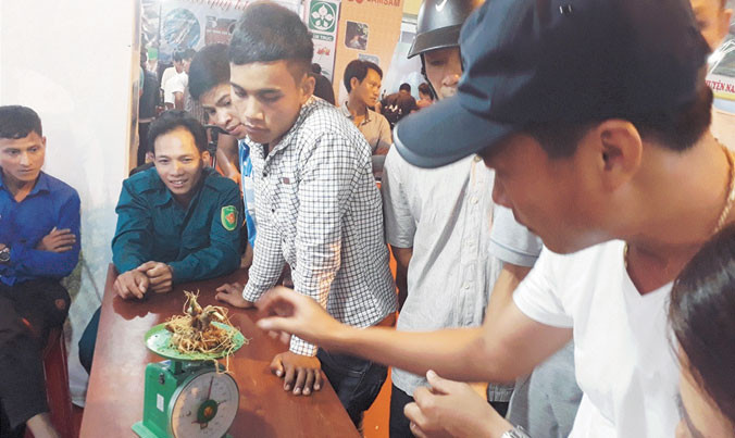 Cân đo, đong đếm từng lạng sâm quý ở hội chợ. Ảnh: Nguyễn Thành.