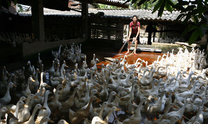 Người dân chăn nuôi gia cầm tại Vĩnh Phúc. Ảnh: Hồng Vĩnh.