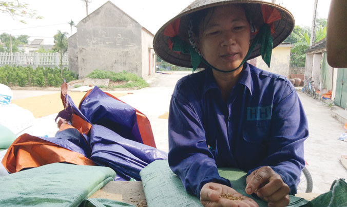 Người dân điêu đứng khi tham gia dự án sản xuất lúa giống.