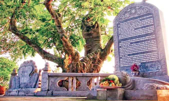 Cây quếch cổ thụ gần nghìn năm tuổi vẫn toả bóng mát cho đến ngày nay.