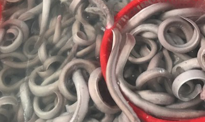 Lươn biển được nuôi sống để xuất khẩu. Ảnh: Thanh Trần.