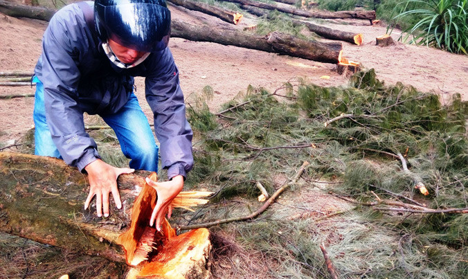 Rừng bị phá sát vùng “phố nhậu” tự phát.