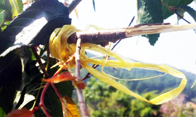 Dấu tích cành mai anh đào bị bẻ ở hồ Tuyền Lâm.