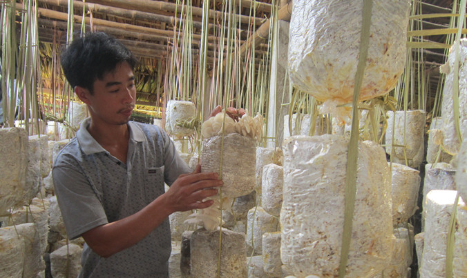 Trang trại nấm của anh Điền Văn Hiệp.