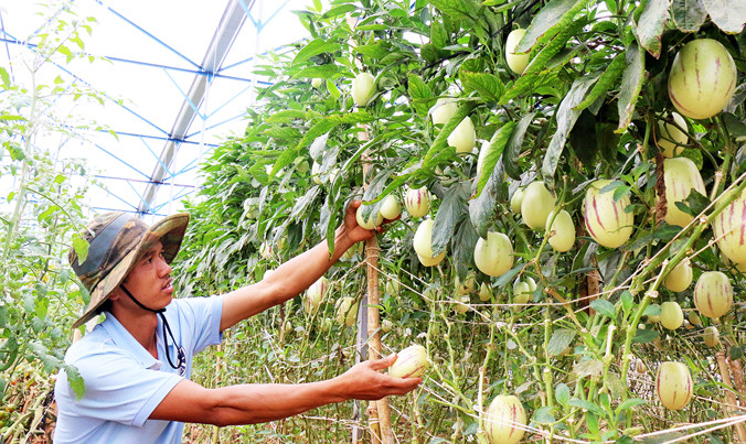 Anh Định trong vườn dưa pepino treo cao.