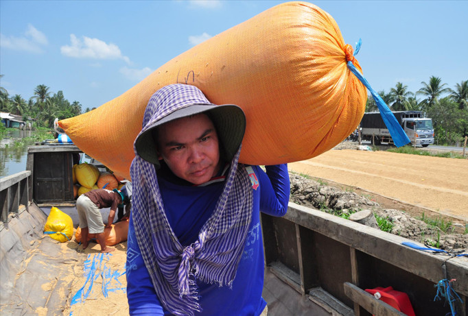 Người dân ở ĐBSCL phơi lúa. Ảnh: Hòa Hội.